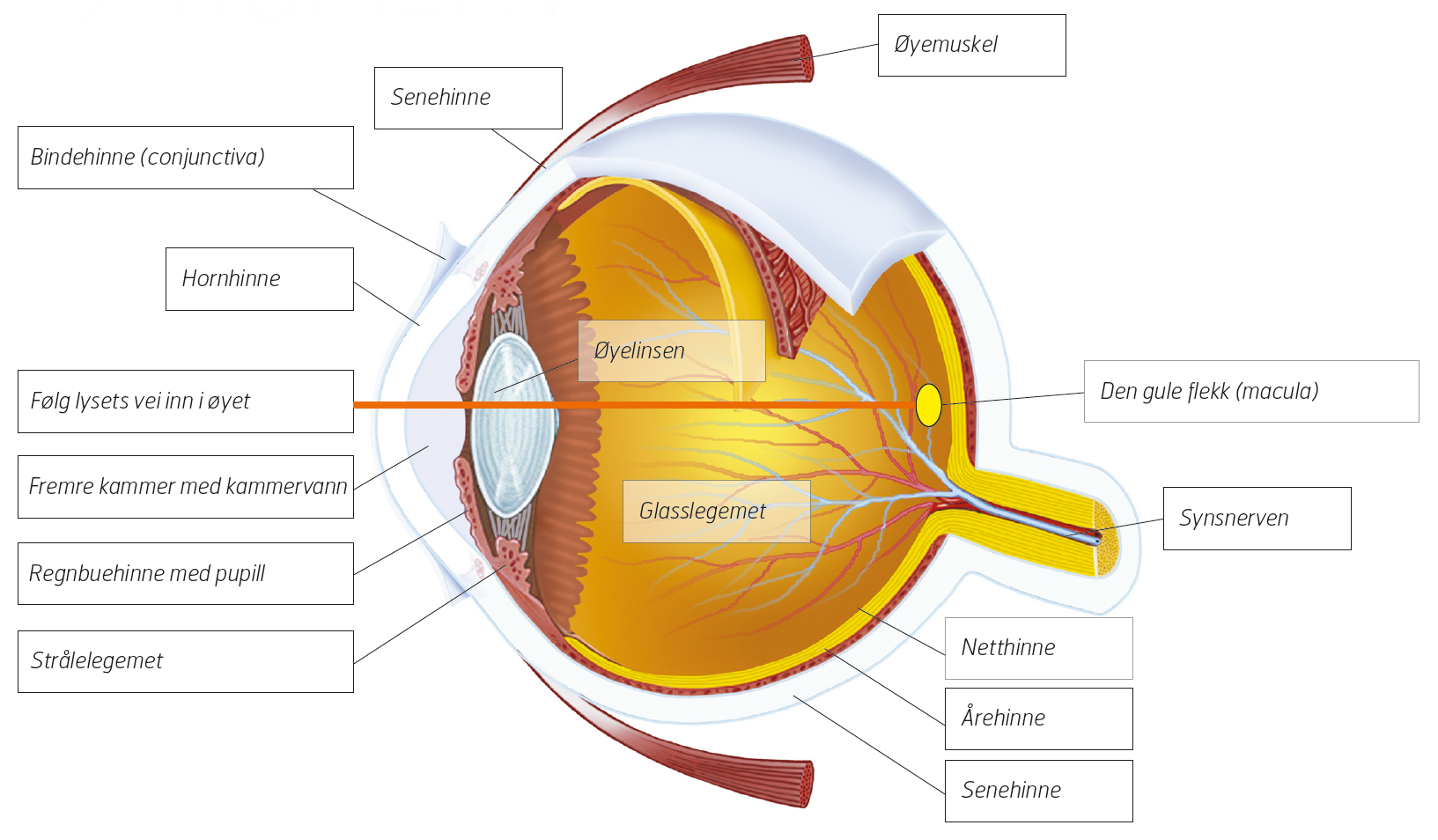Зрачок в организме человека выполняет функцию. Отслойка сетчатки строение глаза. Строение глаза человека сетчатка глаза. Строение глаза человека анатомия сетчатки глаза. Сетчатка глаза строение отслоение.